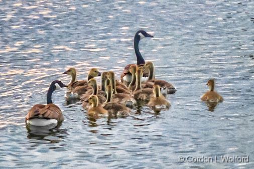 There's Always One_00788.jpg - Canada Geese & Goslings (Branta canadensis) photographed along the Rideau Canal Waterway near Crosby, Ontario, Canada.